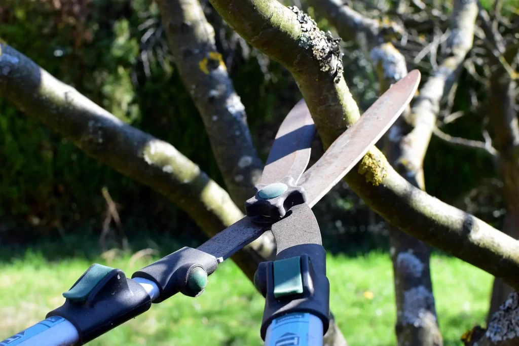 pruning shears cutting a limb of a tree by an arborist